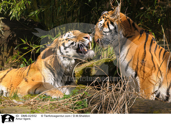Amurtiger / Amur tigers / DMS-02552