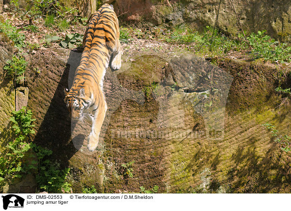 springender Amurtiger / jumping amur tiger / DMS-02553