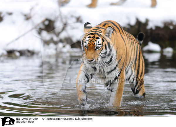Amurtiger / Siberian tiger / DMS-04059