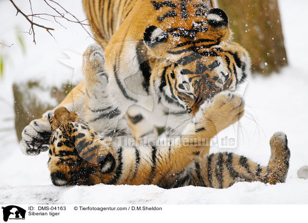 Amurtiger / Siberian tiger / DMS-04163