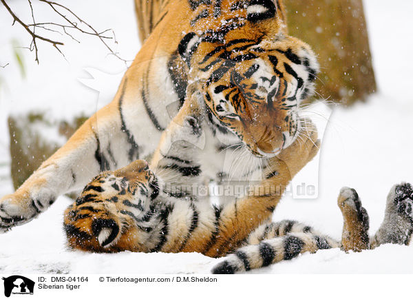 Amurtiger / Siberian tiger / DMS-04164