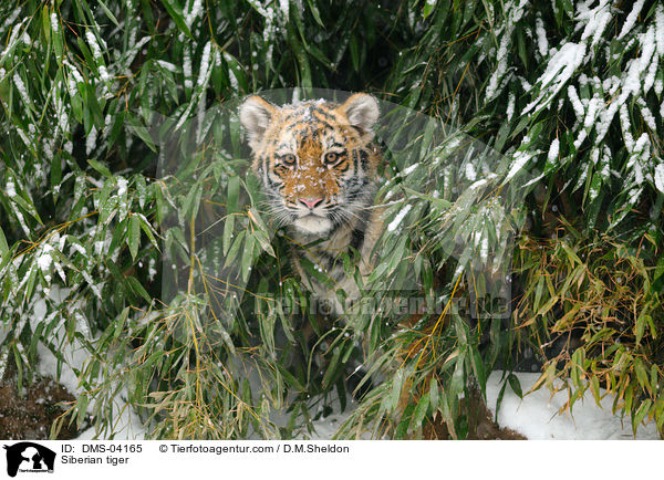 Amurtiger / Siberian tiger / DMS-04165