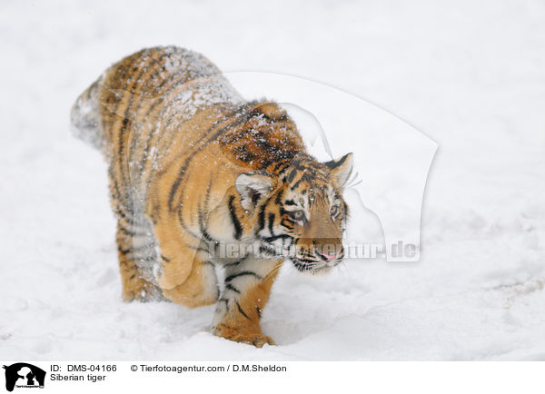 Amurtiger / Siberian tiger / DMS-04166