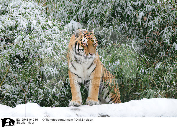 Amurtiger / Siberian tiger / DMS-04216