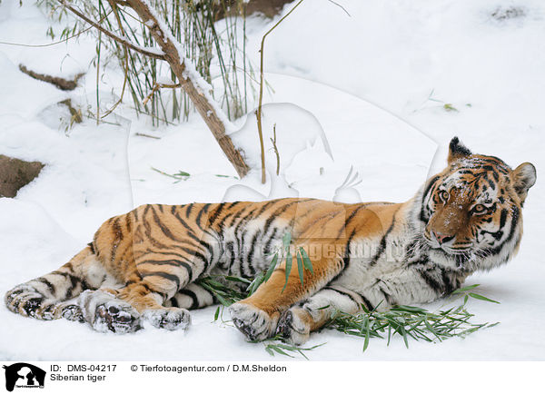 Amurtiger / Siberian tiger / DMS-04217