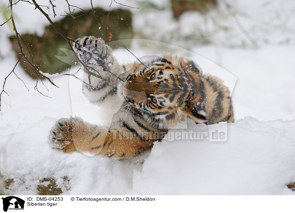 Amurtiger / Siberian tiger / DMS-04253