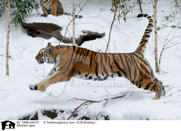 Amurtiger / Siberian tiger / DMS-04275