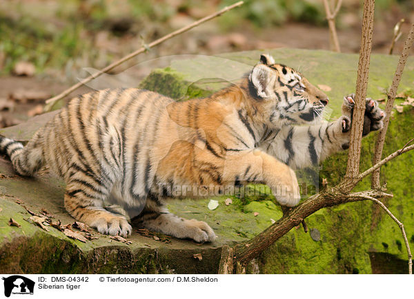 Amurtiger / Siberian tiger / DMS-04342