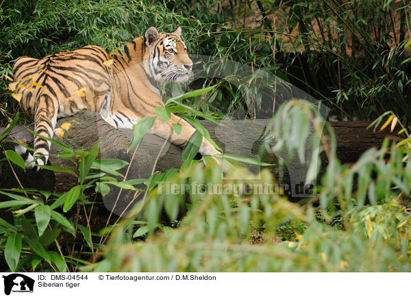 Amurtiger / Siberian tiger / DMS-04544