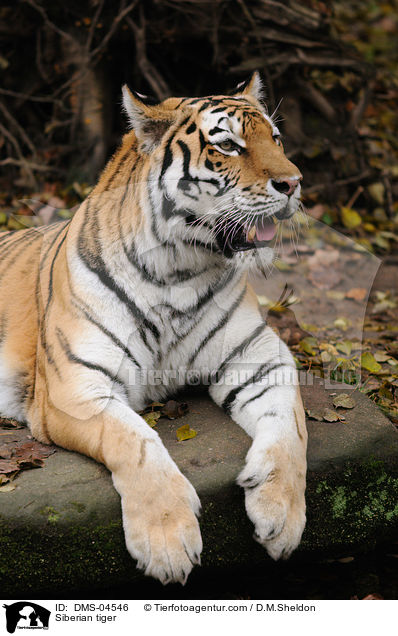 Amurtiger / Siberian tiger / DMS-04546