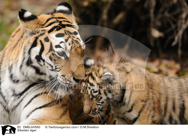 Amurtiger / Siberian tiger / DMS-04560