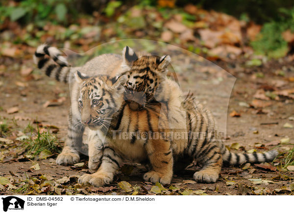 Amurtiger / Siberian tiger / DMS-04562