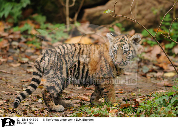 Amurtiger / Siberian tiger / DMS-04566
