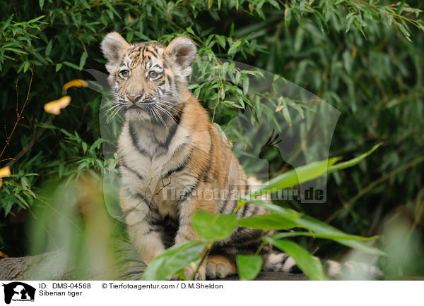 Siberian tiger / DMS-04568