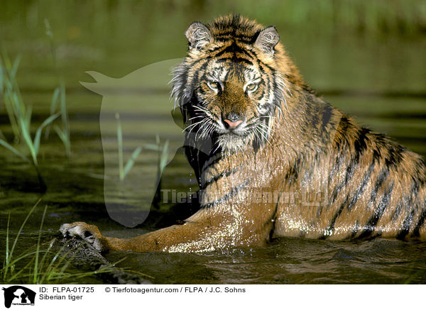 Siberian tiger / FLPA-01725