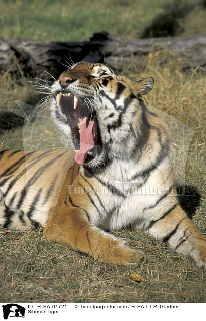 Amurtiger / Siberian tiger / FLPA-01721