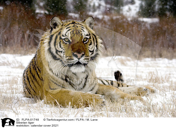 Siberian tiger / FLPA-01748