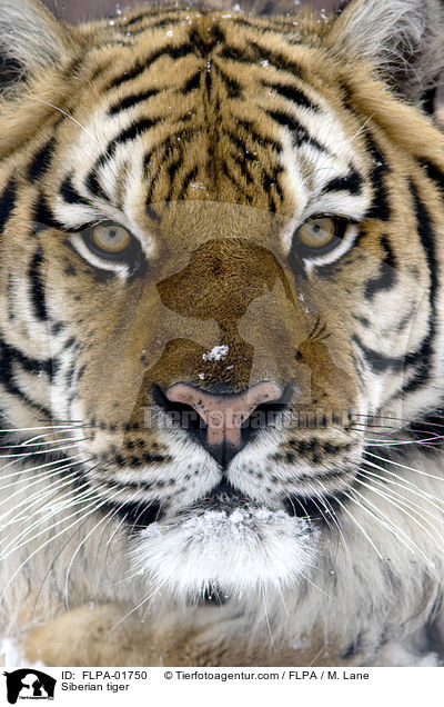 Siberian tiger / FLPA-01750