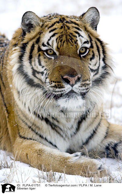 Siberian tiger / FLPA-01751