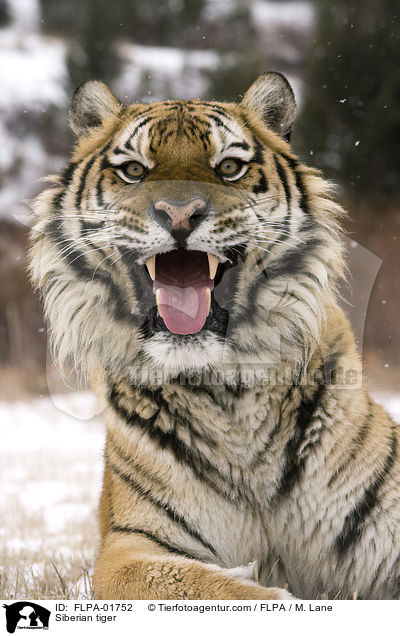 Siberian tiger / FLPA-01752