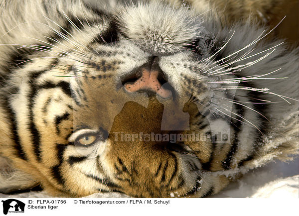 Amurtiger / Siberian tiger / FLPA-01756
