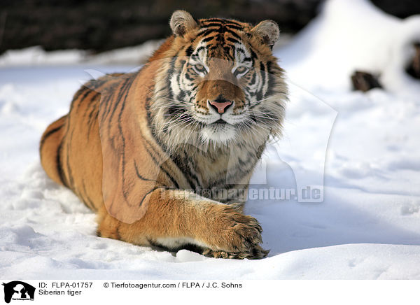 Amurtiger / Siberian tiger / FLPA-01757