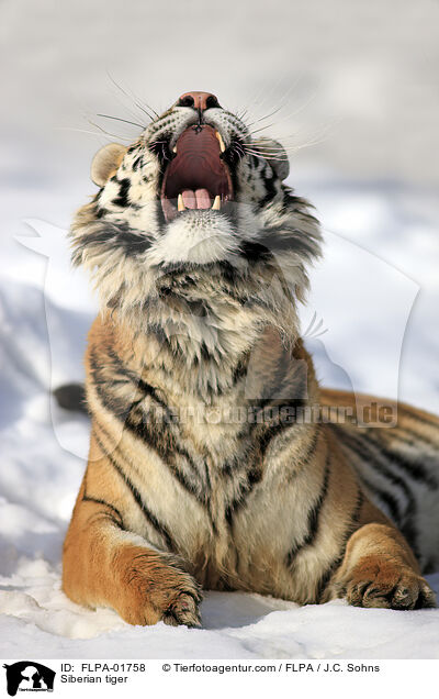 Amurtiger / Siberian tiger / FLPA-01758