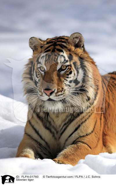 Amurtiger / Siberian tiger / FLPA-01760