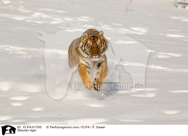 Amurtiger / Siberian tiger / FLPA-01765