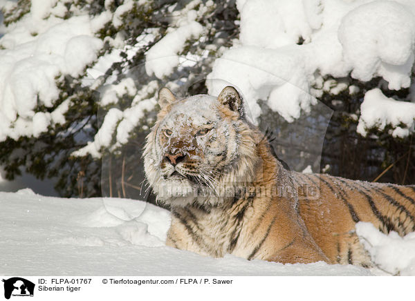Amurtiger / Siberian tiger / FLPA-01767