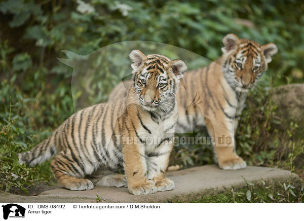 Amurtiger / Amur tiger / DMS-08492