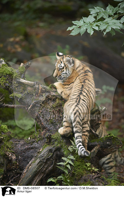 Amurtiger / Amur tiger / DMS-08507