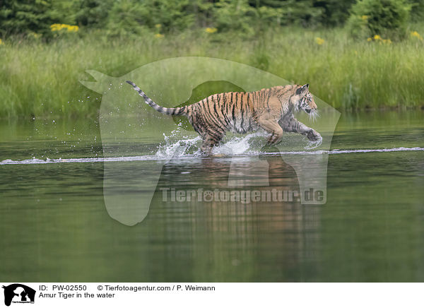 Amur Tiger in the water / PW-02550