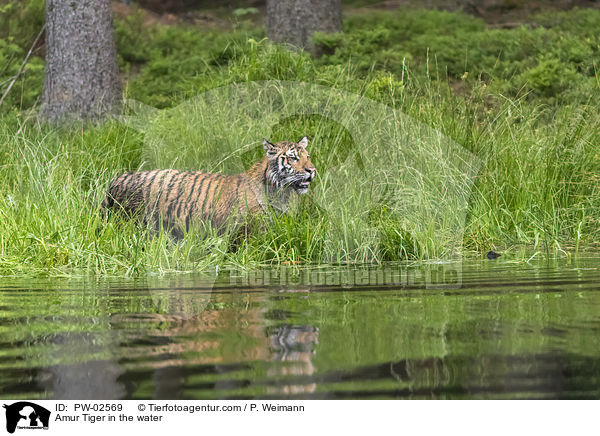 Amur Tiger in the water / PW-02569