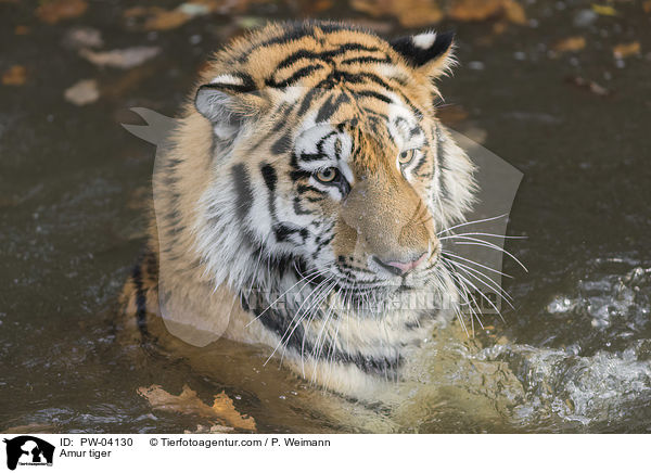 Amur tiger / PW-04130