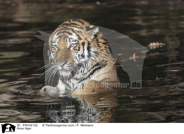 Amurtiger / Amur tiger / PW-04132