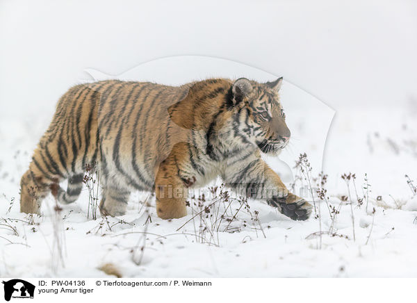 junger Amurtiger / young Amur tiger / PW-04136