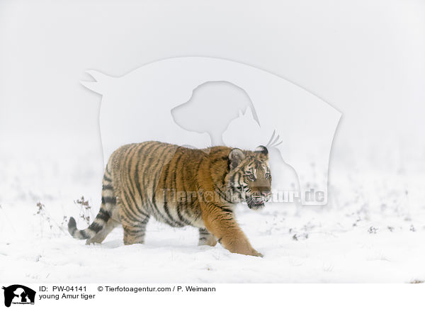young Amur tiger / PW-04141