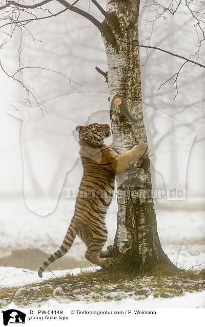 junger Amurtiger / young Amur tiger / PW-04148