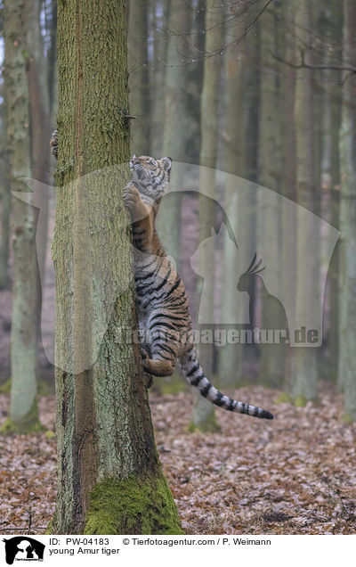 young Amur tiger / PW-04183