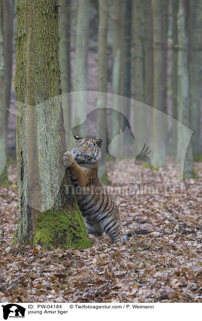 junger Amurtiger / young Amur tiger / PW-04184
