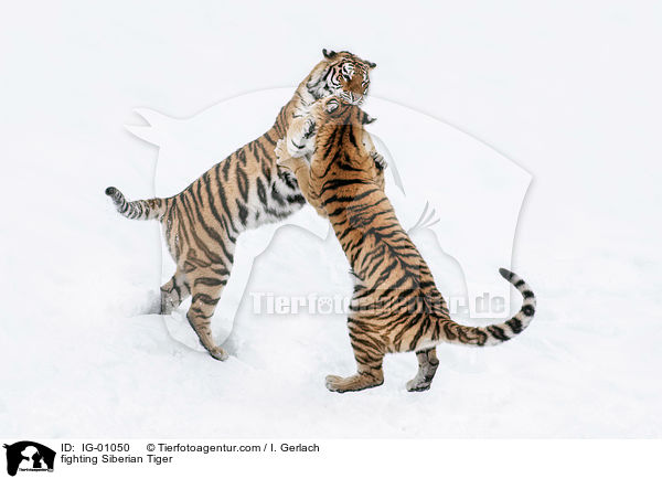 fighting Siberian Tiger / IG-01050