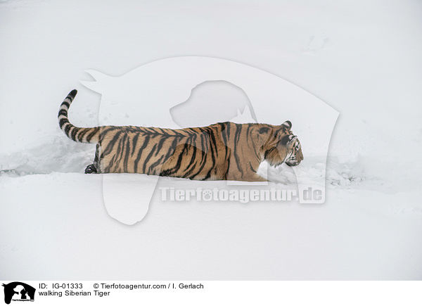 laufender Amurtiger / walking Siberian Tiger / IG-01333