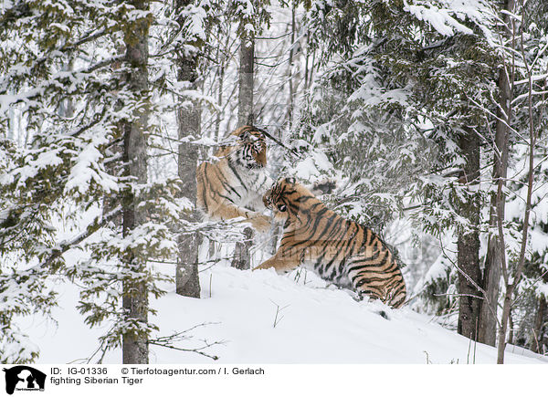 fighting Siberian Tiger / IG-01336
