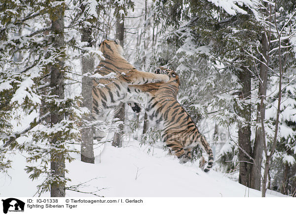 fighting Siberian Tiger / IG-01338