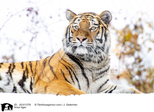 Amur tiger / JG-01378