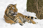 Amur tiger