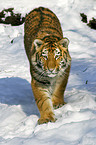 Amur tiger