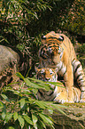 pairing amur tigers