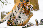 Siberian tiger